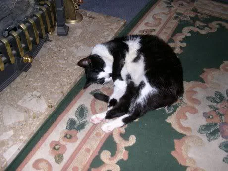 pet2-1.webp