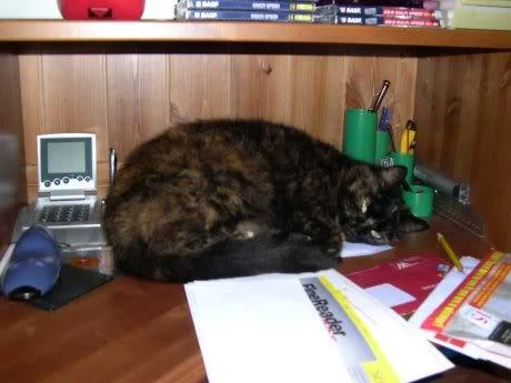 pet4-1.webp