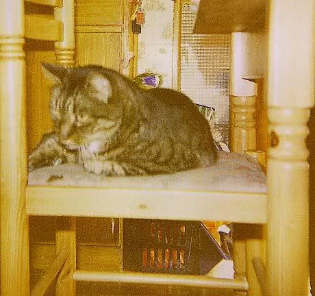 pet5-1.webp