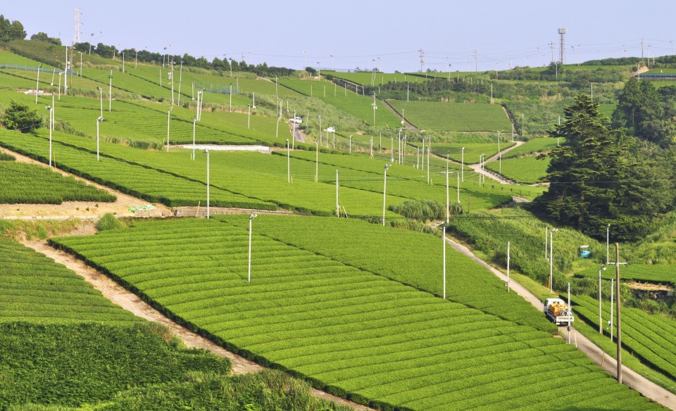 Tea plantation in Kakekawa, Shizuoka 