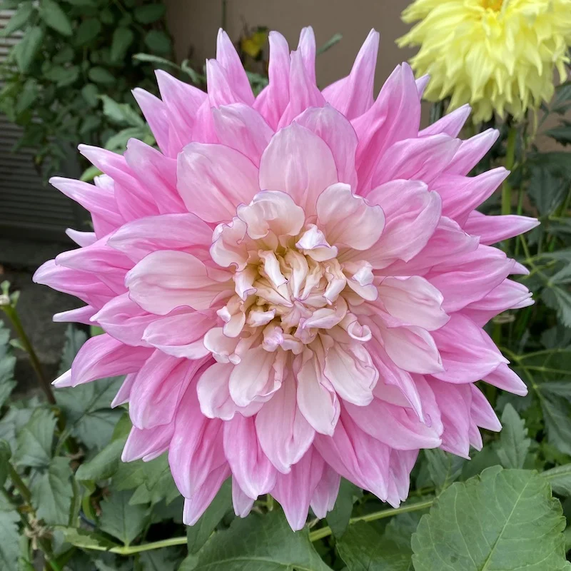 pink-A.jpeg