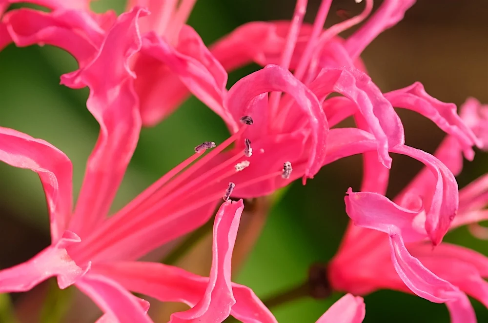 pink-abstract.webp