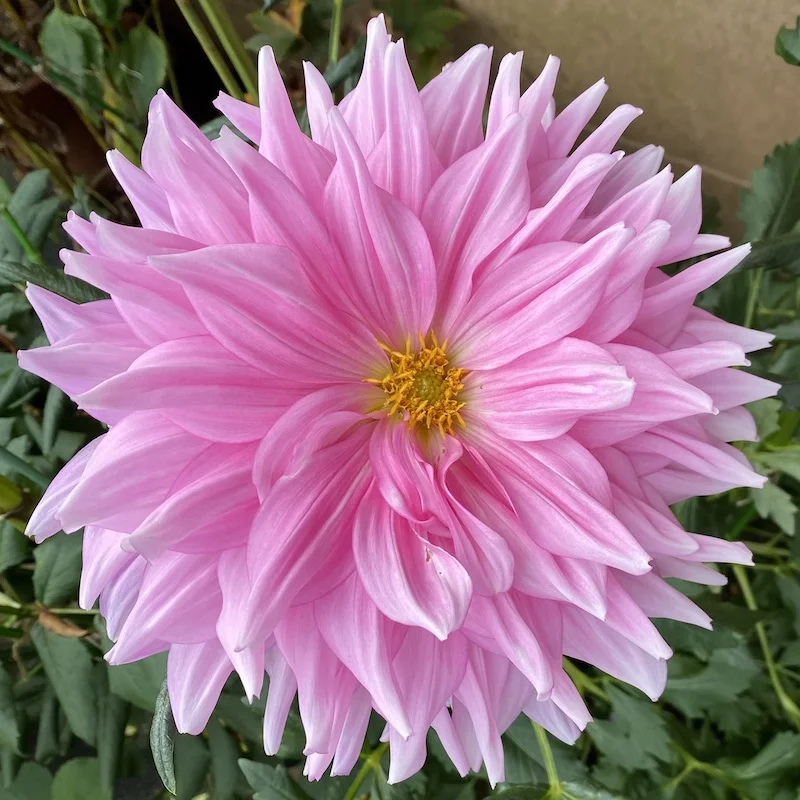 pink-B.jpeg