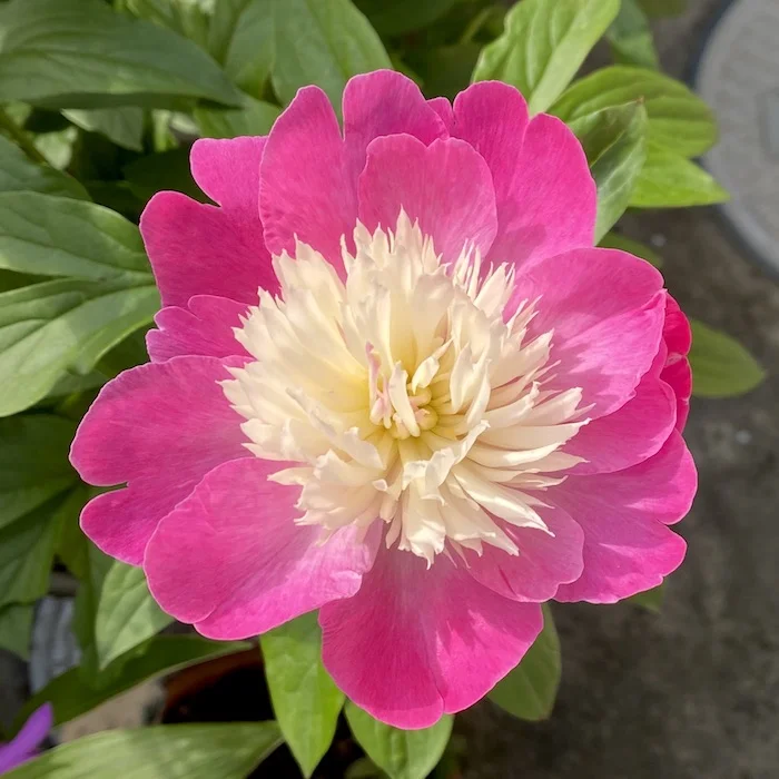 pink creamy.webp