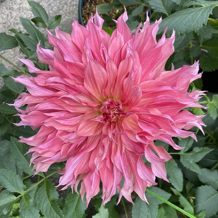 pink dahlia.webp