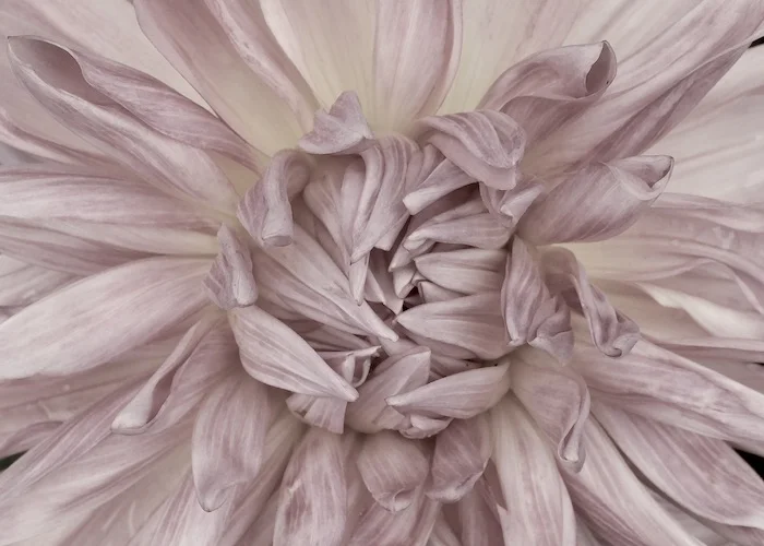 pink fade.webp