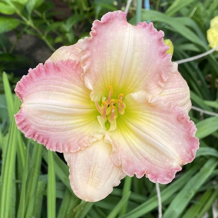 pink frills.webp