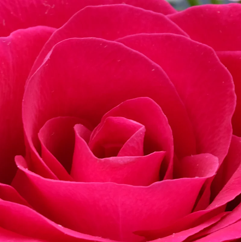 pink rose-2.webp