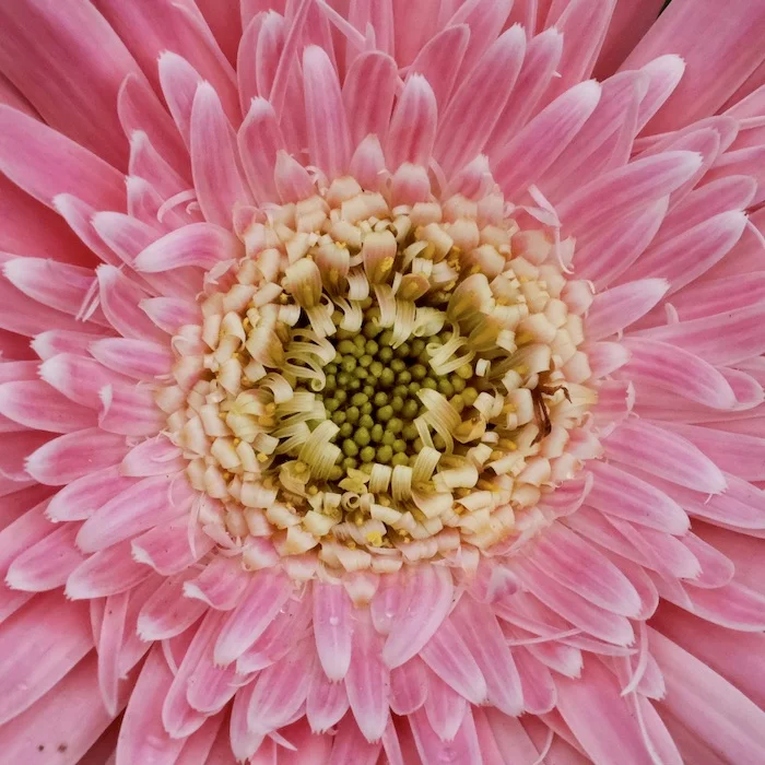 pink.webp