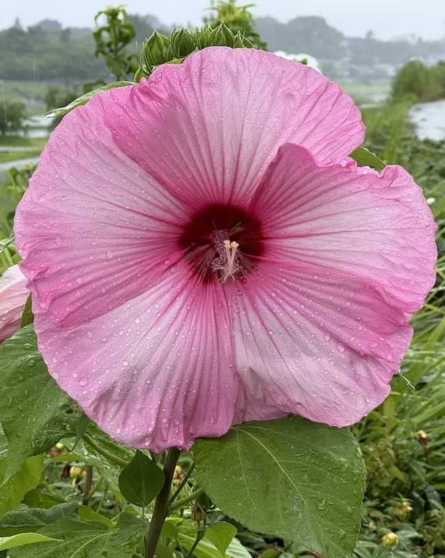 pink.webp
