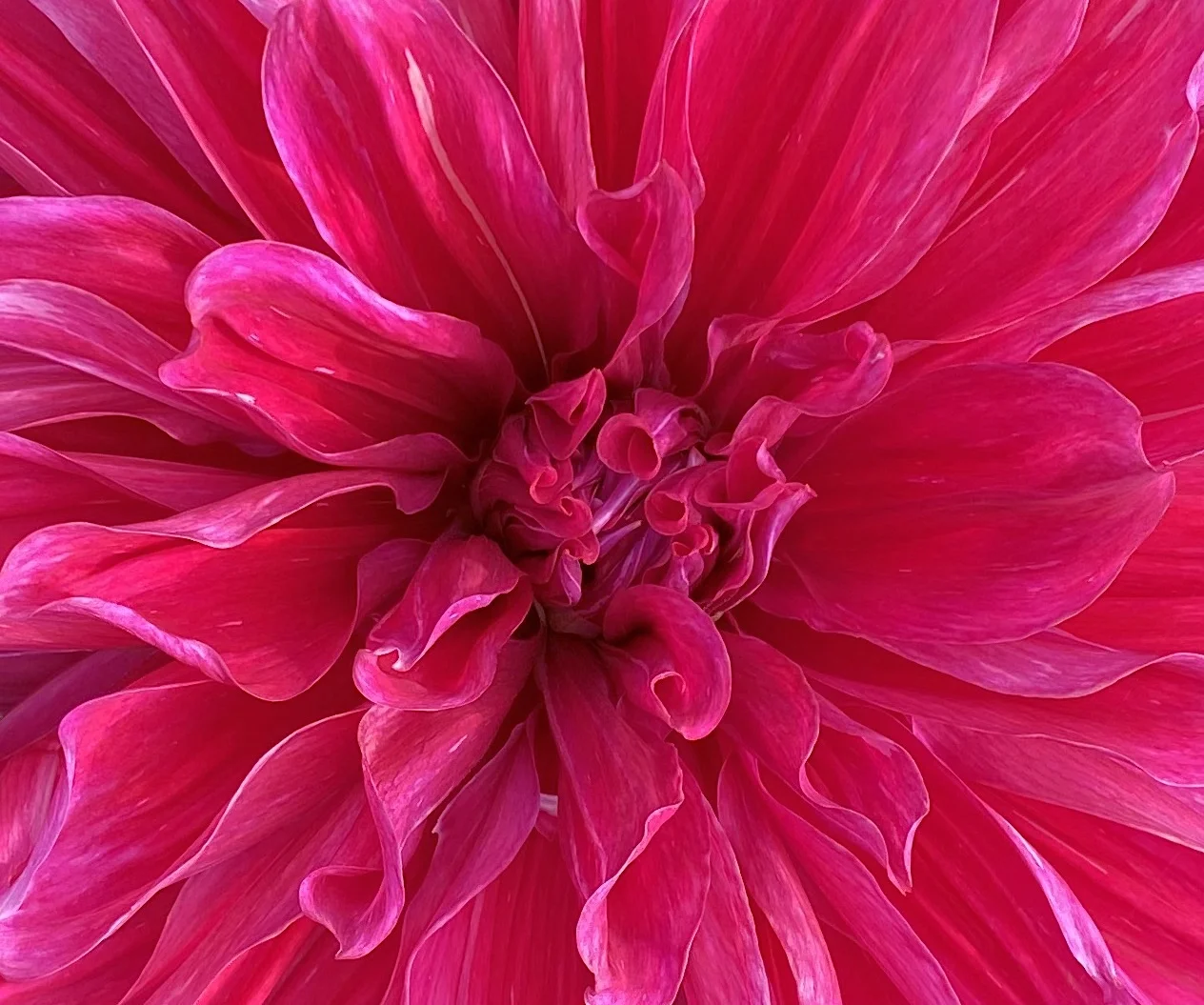 pink....webp