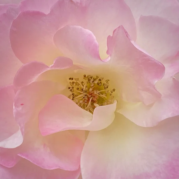 pink.webp