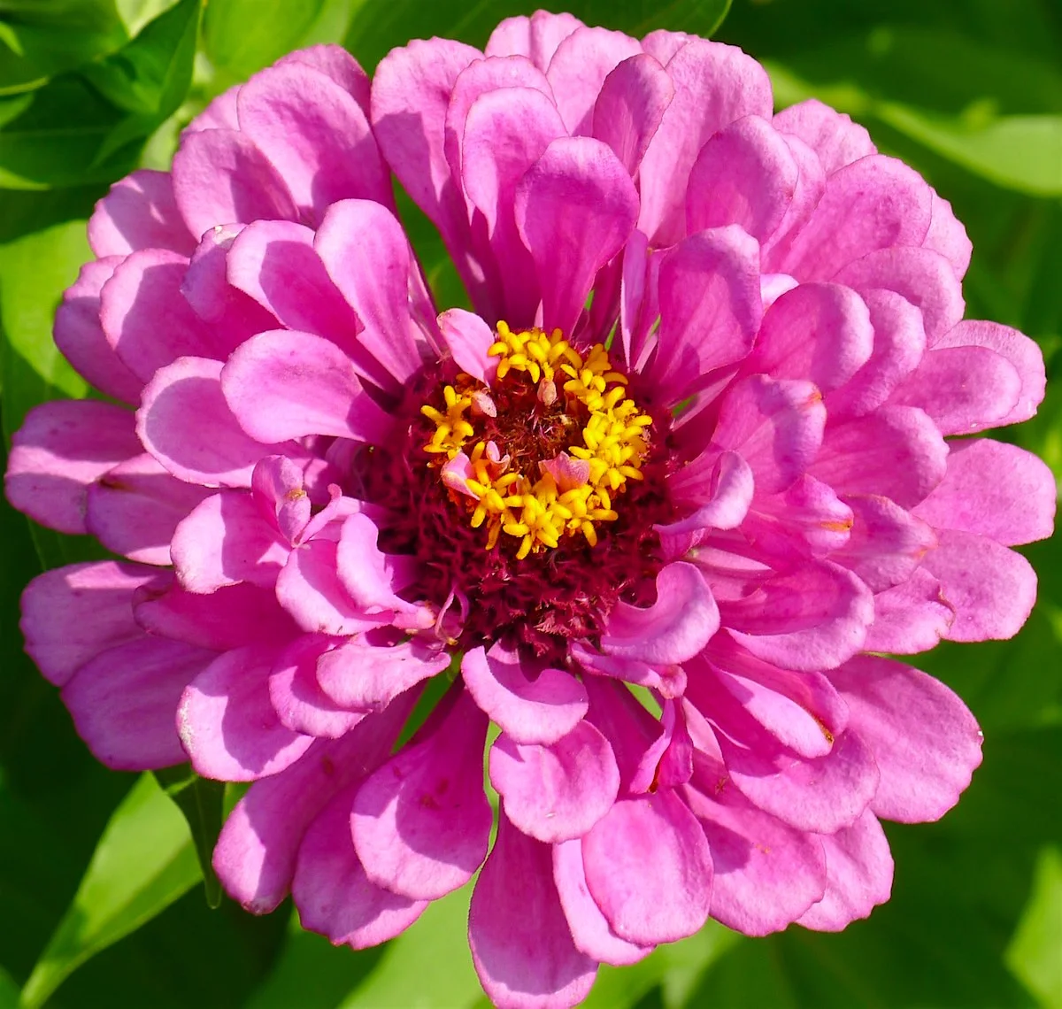 pink-yellow B.webp