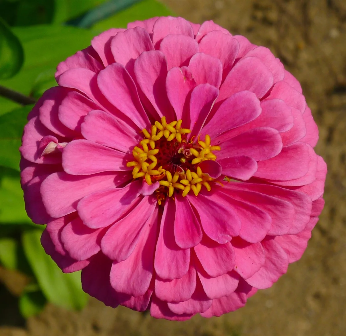 pink-yellow.webp