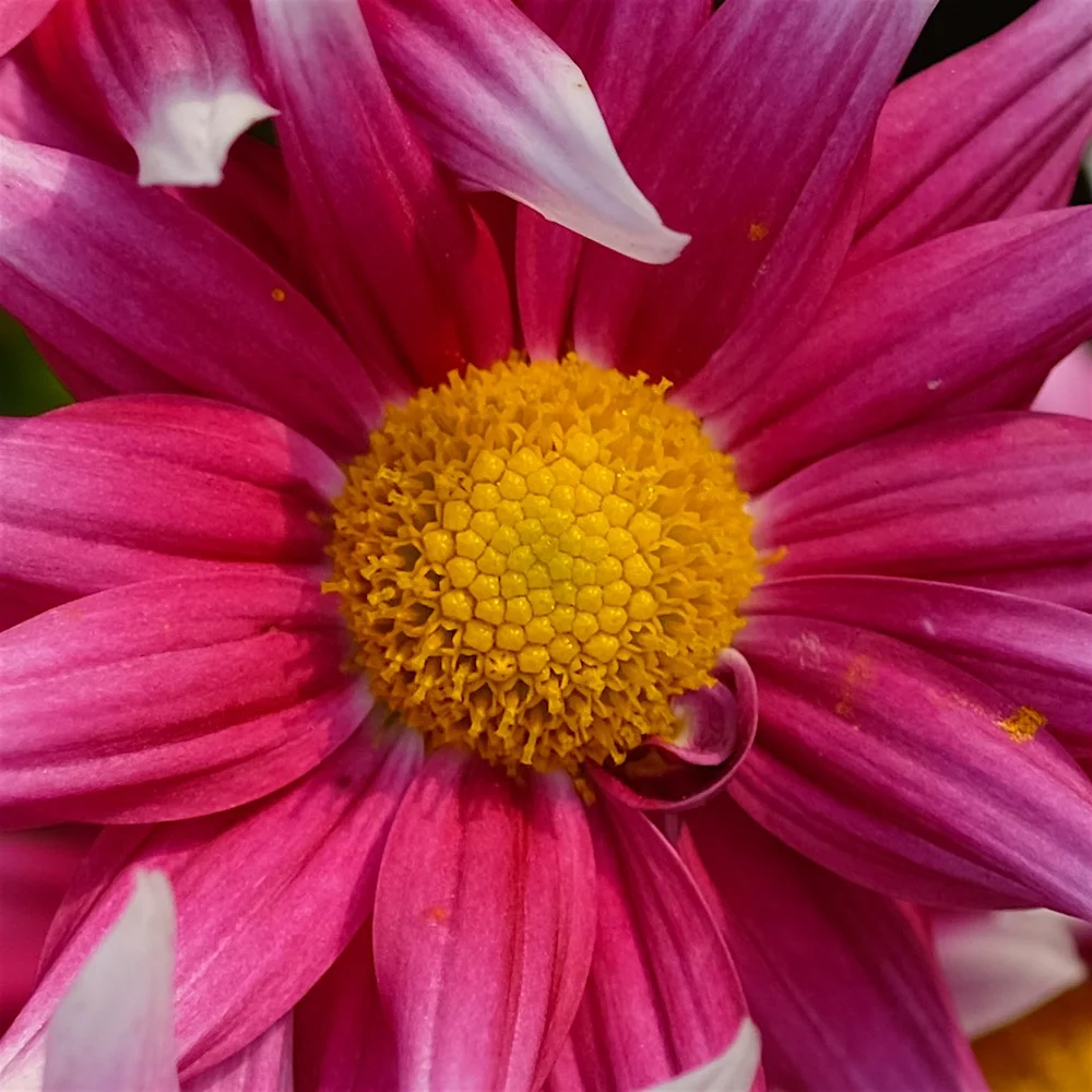 pinkish-yellow.webp