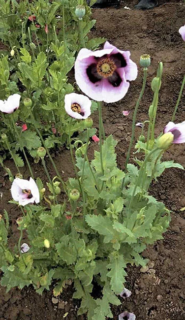 poppy-seeds.webp