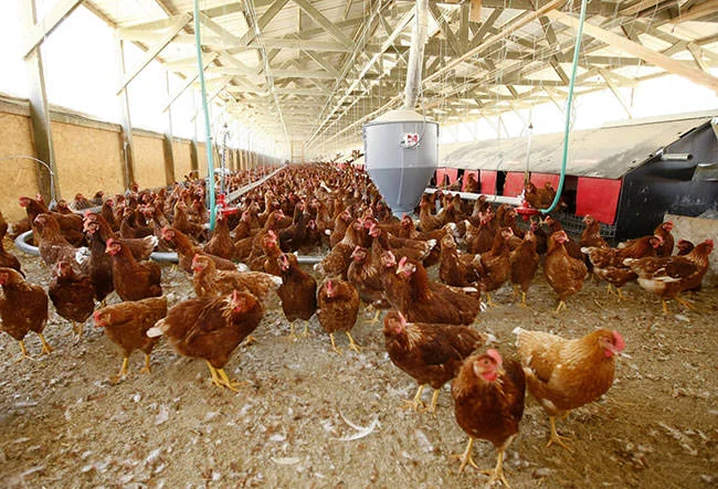 poultry01.jpg