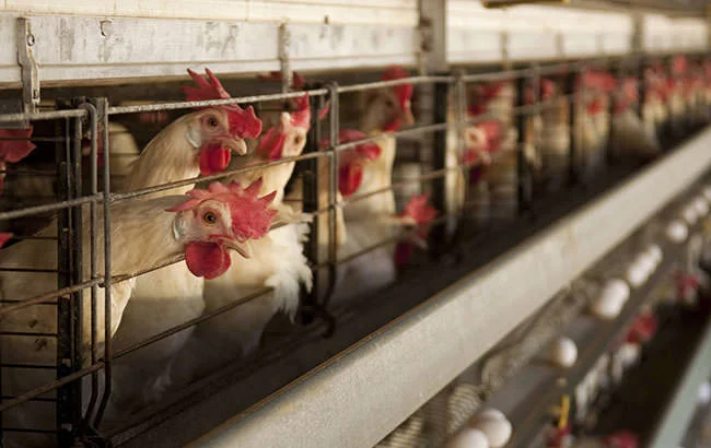 poultry02.jpg