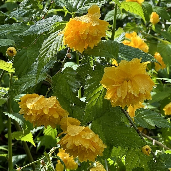 pp.webp