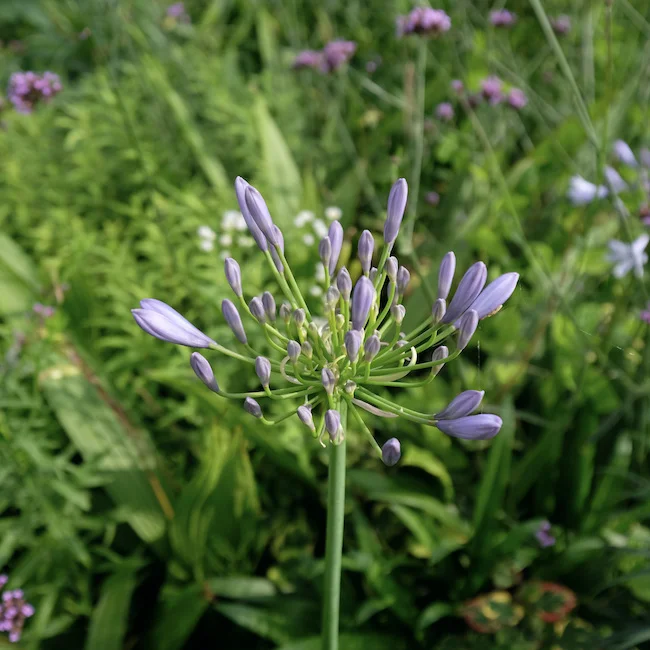 pre-bloom.webp