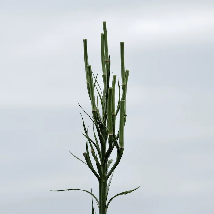 pre-lily.webp