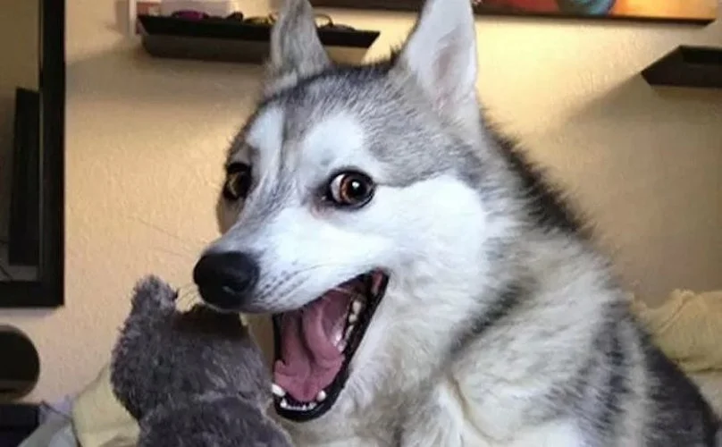 pun-dog-pun-husky-00.webp