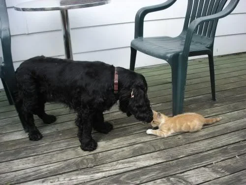 PuppyandKitten-1.webp