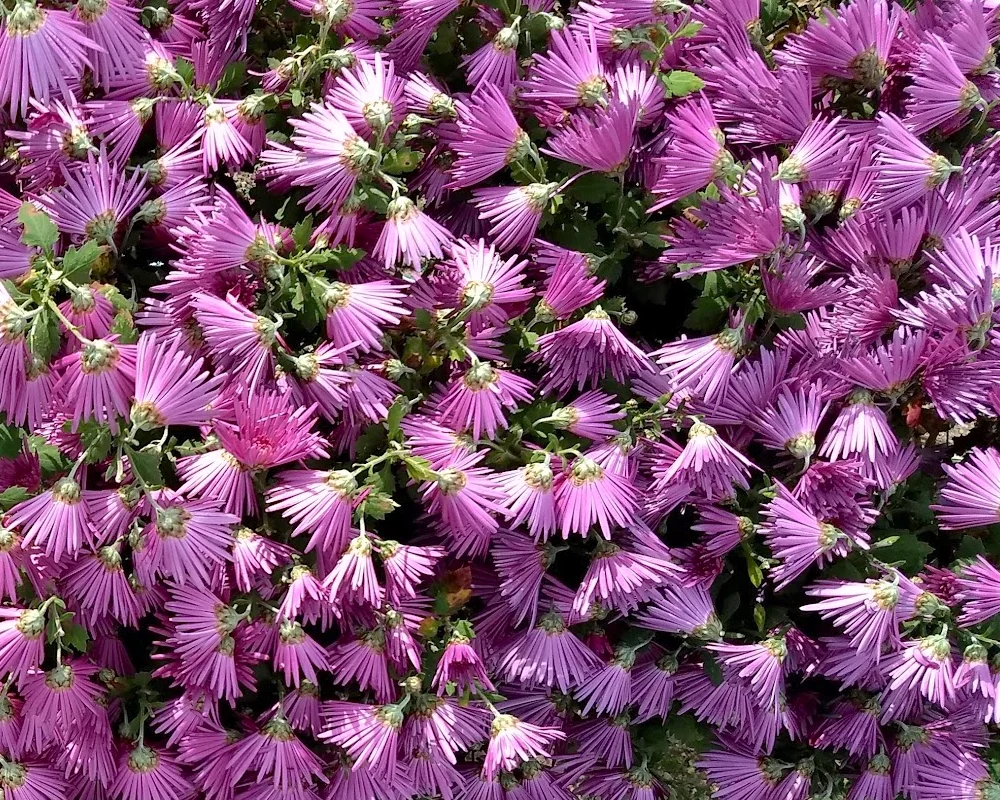 purple chaos A.webp