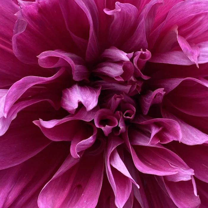 purple dahlia.webp