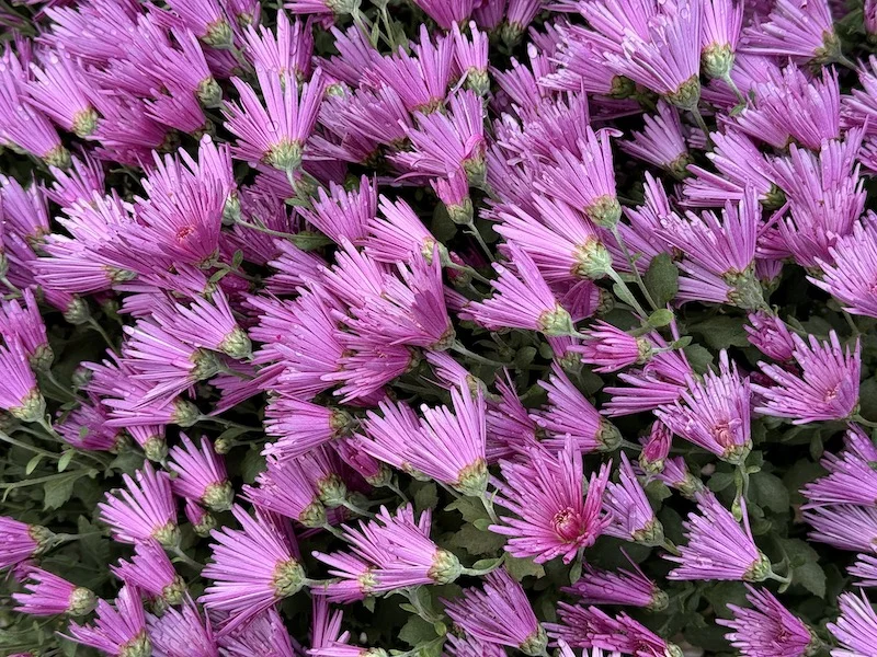 purple haze.webp