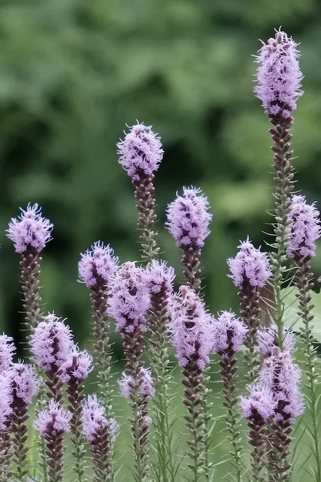 purples.webp