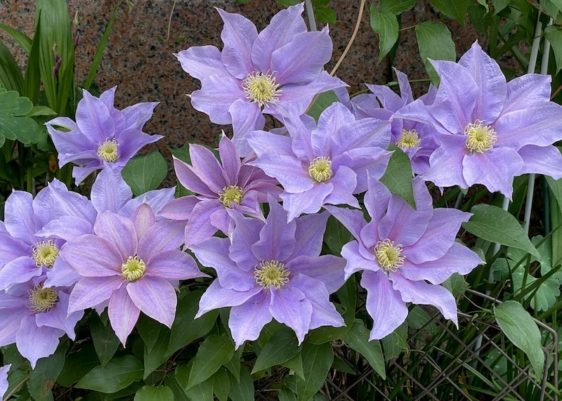 purples.webp