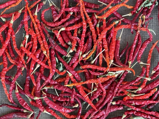 red 2.webp