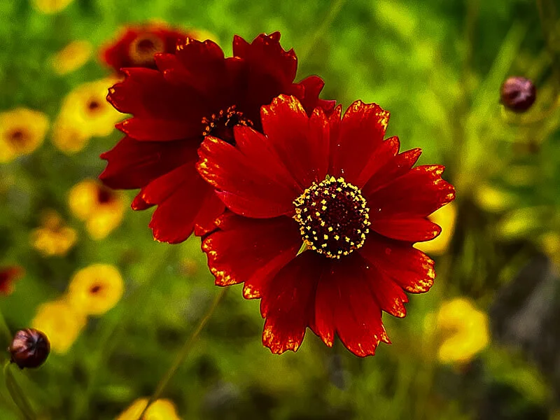 Chocolate cosmos