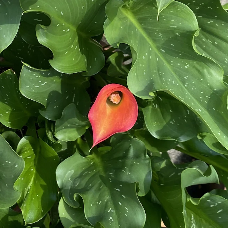 red-green.webp