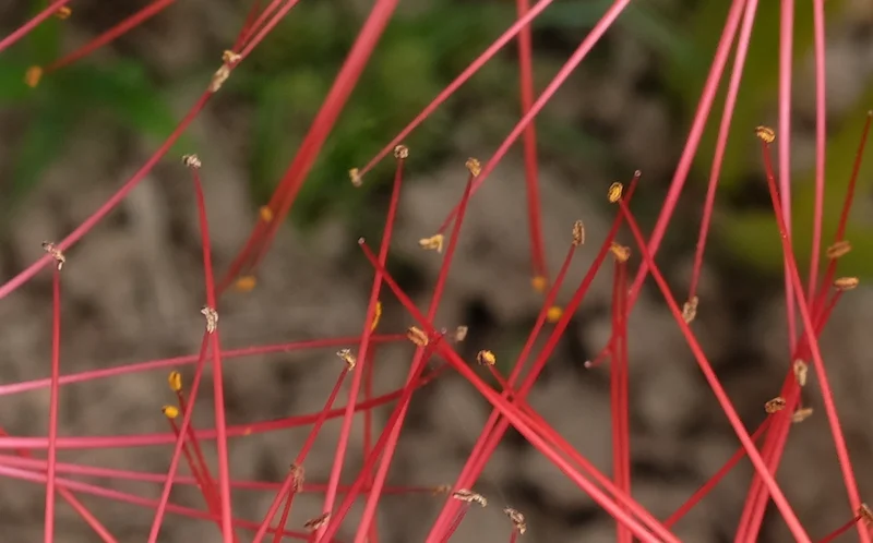 red tendrils.webp