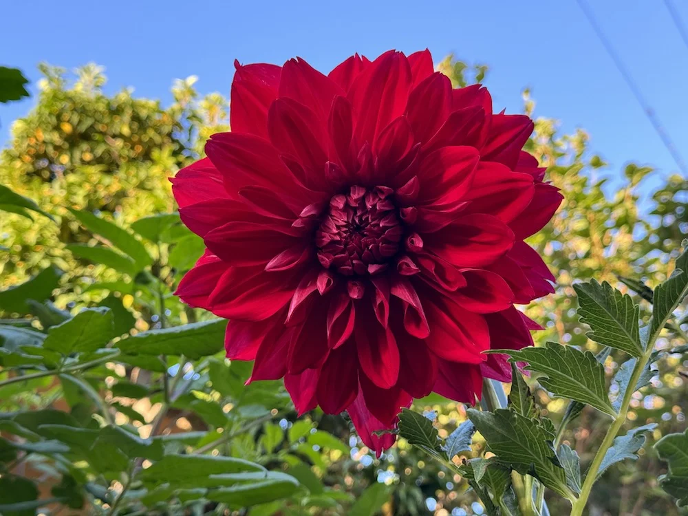 red.JPG