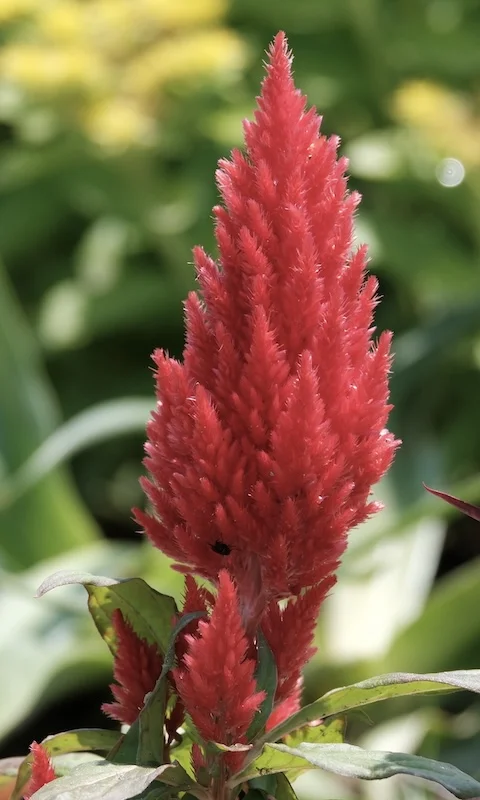 red.webp