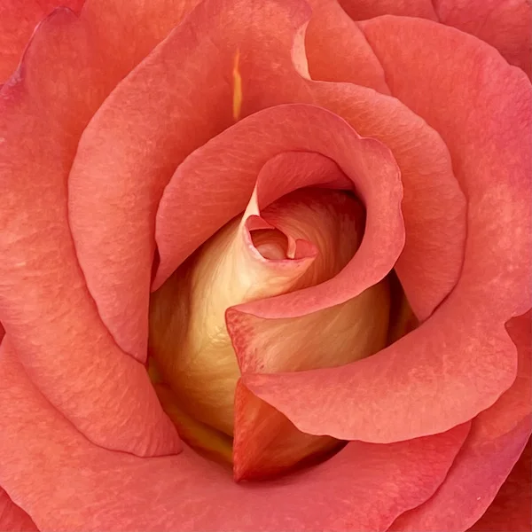 red.webp