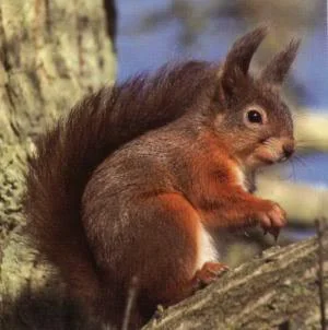 redsquirrel2-1.webp