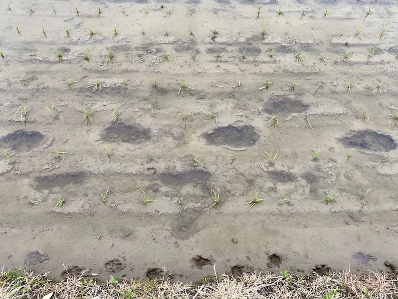 rice:mud.webp