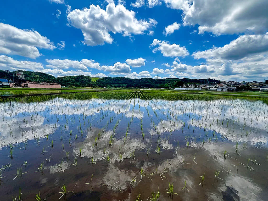 Rice paddy