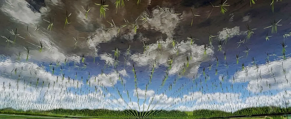 rice-paddy.webp