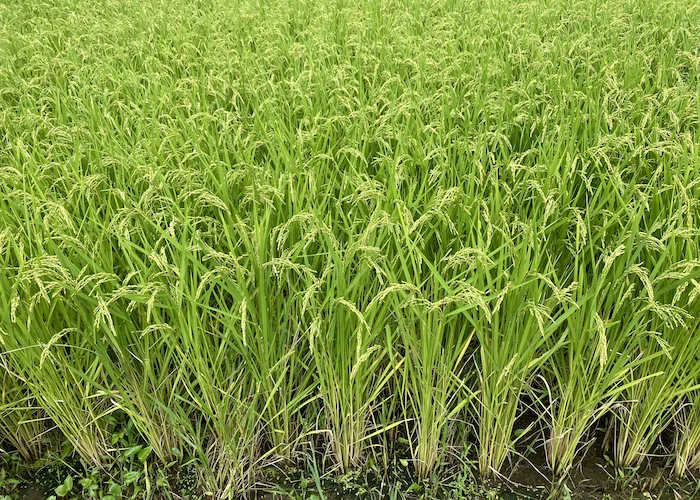 rice.webp