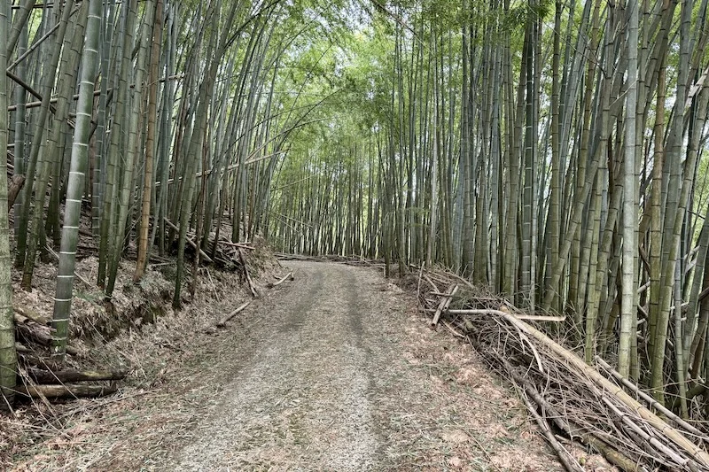road.webp