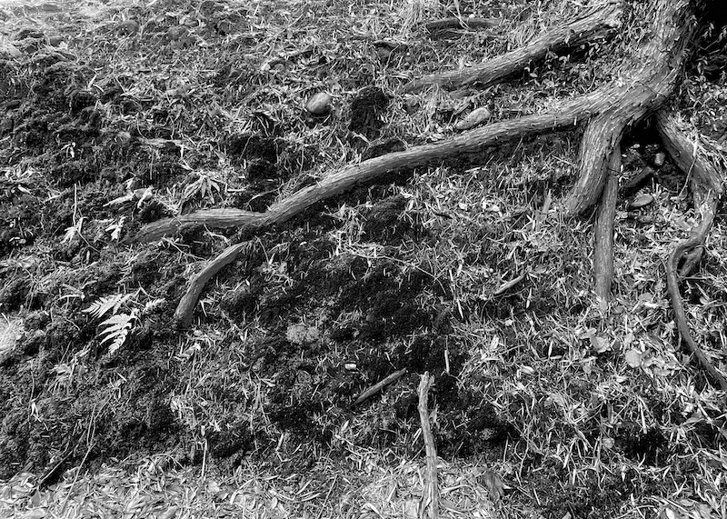 roots b&w.webp