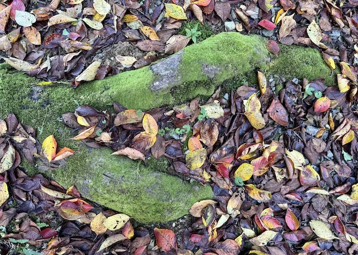 roots leaves.webp