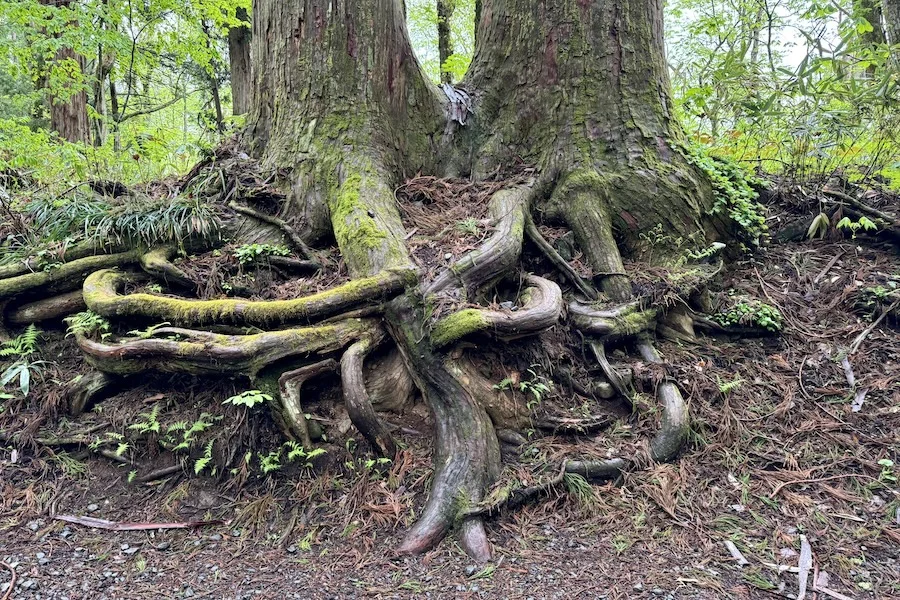 roots.JPG