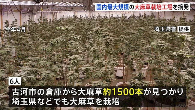 Vietnamese gang arrested over marijuana plantations