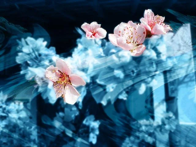 sakura-1.webp